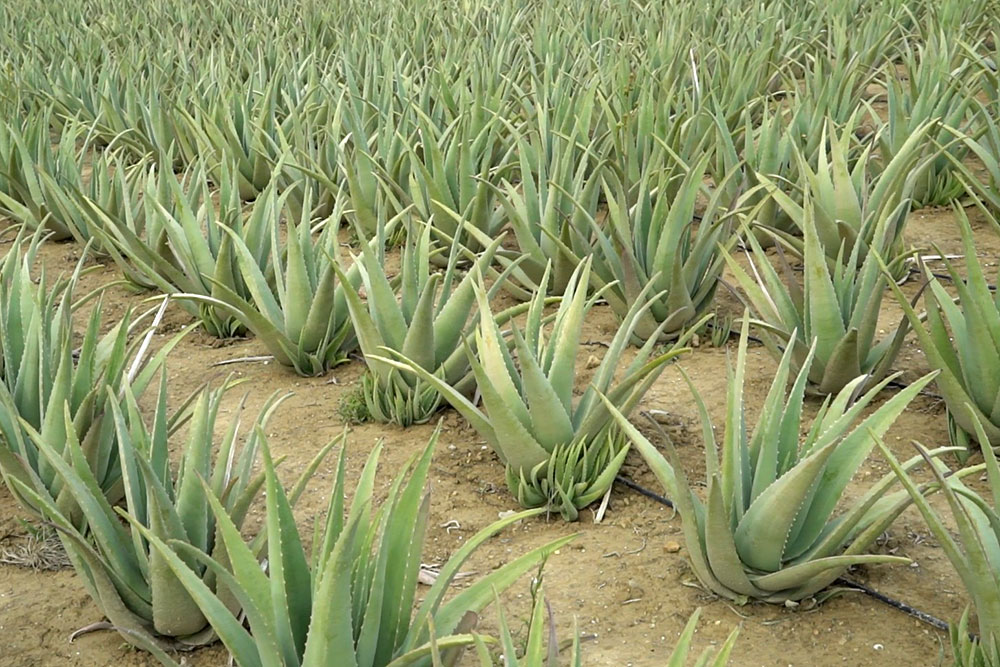 ALOE VERA HELLAS IN THE WORLD